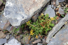 Saxifraga engleriana