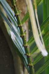 Calamus moti