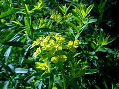 Euphorbia semivillosa