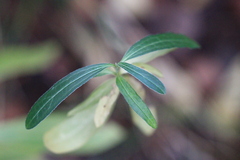 Ditaxis simulans