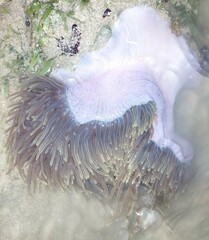 Heteractis magnifica