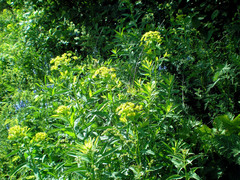 Euphorbia semivillosa