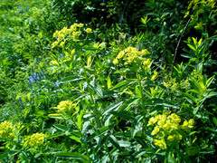 Euphorbia semivillosa