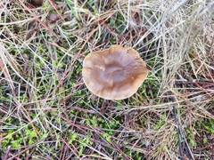 Rhodocollybia butyracea