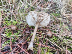 Rhodocollybia butyracea