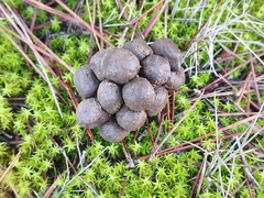 Vertebrata