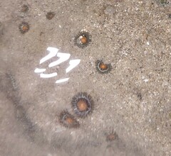 Zoanthus sansibaricus