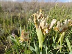 Iris scariosa