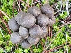 Vertebrata