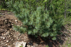 Pinus pumila