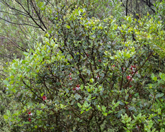 Feijoa sellowiana