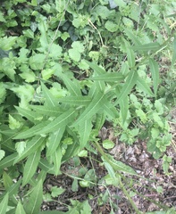 Sisymbrium strictissimum