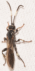 Cratichneumon sublatus