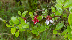 Feijoa sellowiana