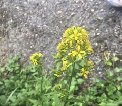 Sisymbrium strictissimum