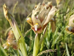 Iris scariosa