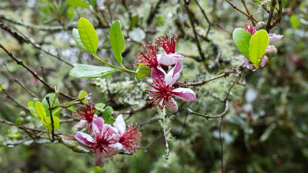 Feijoa sellowiana, Cascatinha