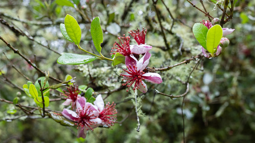 Acca sellowiana - Leaves