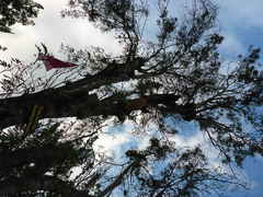 Synoeca septentrionalis