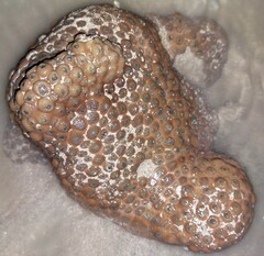 Palythoa tuberculosa