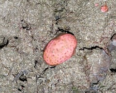 Eudistoma
