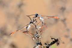 Ammophila rubripes