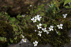 Saxifraga granulifera