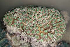 Galaxea fascicularis