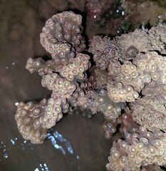 Duncanopsammia peltata