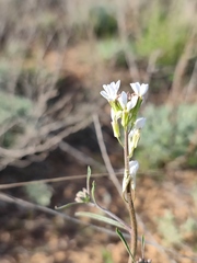 Erysimum leucanthemum