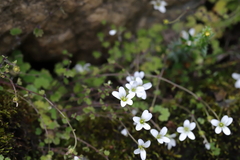 Saxifraga granulifera