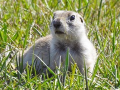 Spermophilus xanthoprymnus