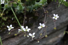 Saxifraga granulifera