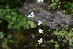 Saxifraga granulifera