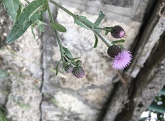 Cirsium arvense