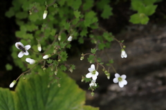 Saxifraga granulifera