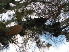 Synoeca septentrionalis