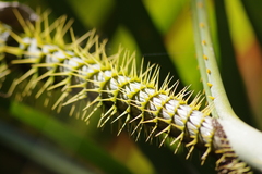 Calamus moti
