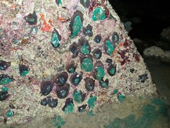 Rhodactis bryoides