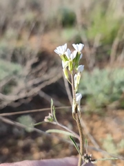 Erysimum leucanthemum
