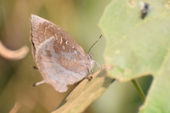 Mahathala ameria