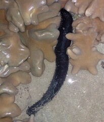 Holothuria leucospilota