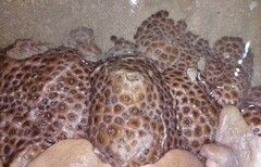 Palythoa tuberculosa