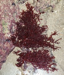 Halymenia