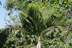 Ptychosperma elegans