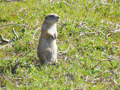 Spermophilus xanthoprymnus