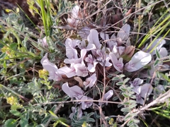 Astragalus testiculatus