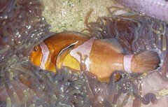 Amphiprion ocellaris