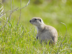Spermophilus xanthoprymnus