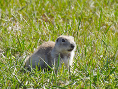 Spermophilus xanthoprymnus